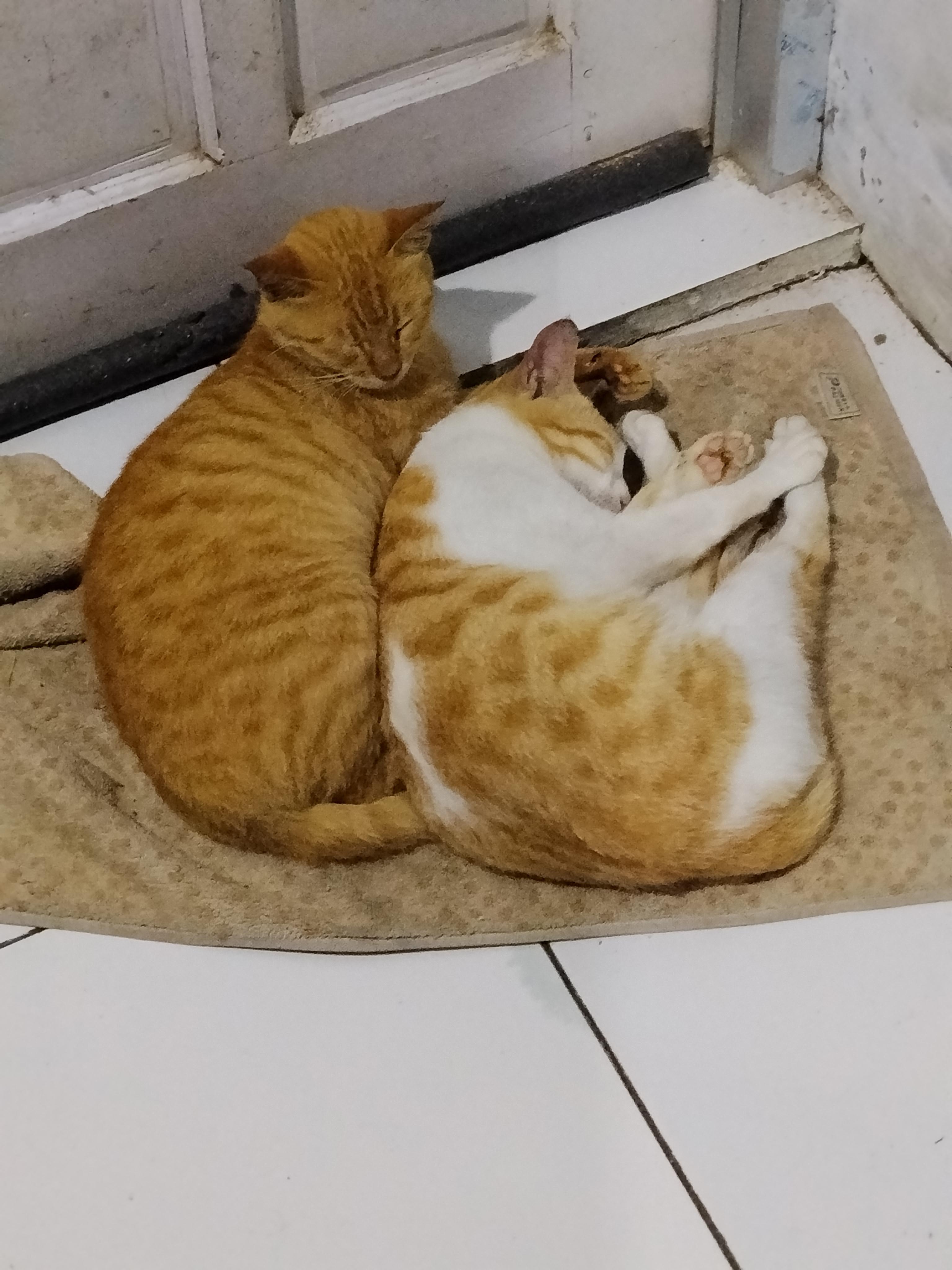 supplementary_oligar