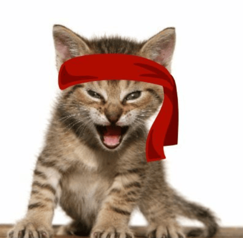 The Roaring Kitty